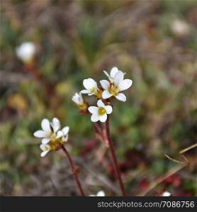 Closeup photo of blossom Saxifrage flowers by a blurred background
