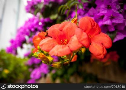 Closeup photo of Bougainvillea pink and red flowers