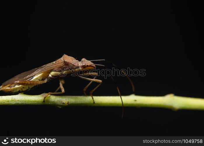 Closeup photo of brown assassin bugs on leaf