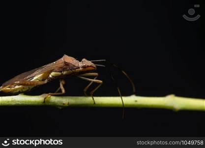 Closeup photo of brown assassin bugs on leaf