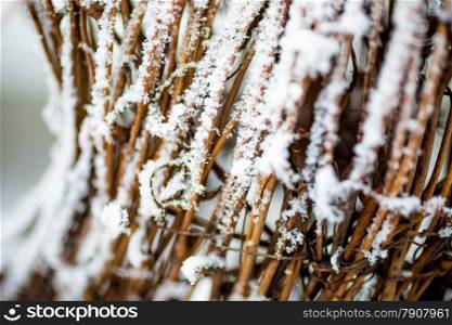 Closeup photo of brushwood covered by hoarfrost