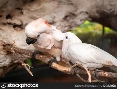 Closeup photo of couple of two cockatoo parrots sitting on the tree branch and taking care of each other. Closeup image of couple of two cockatoo parrots sitting on the tree branch and taking care of each other