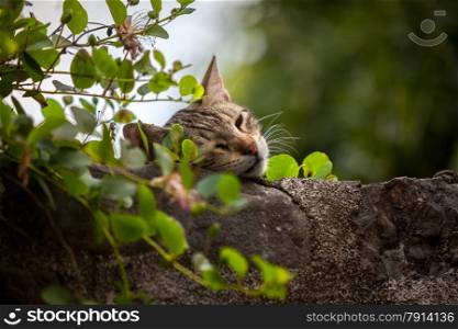 Closeup photo of cute cat sleeping on high stone wall overgrown with ivy
