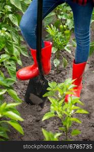 Closeup photo of feet in red rubber boots on black metal shovel at garden