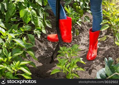 Closeup photo of female feet in red wellies digging earth in garden with spade. Closeup image of female feet in red wellies digging earth in garden with spade
