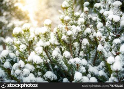 Closeup photo of fir covered in snow against shining sun