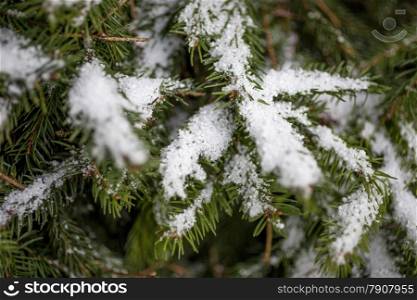 Closeup photo of fir tree branch covered by snow