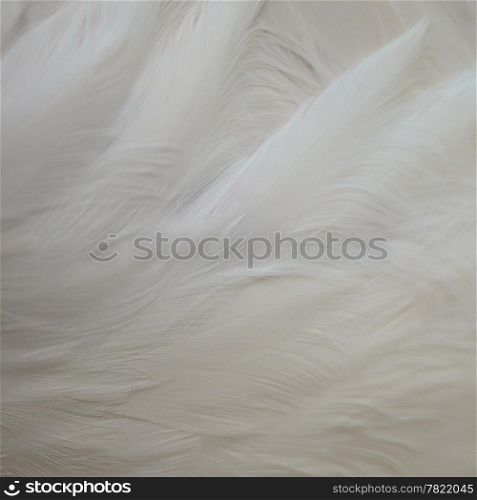 Closeup photo of Flamingo feathers
