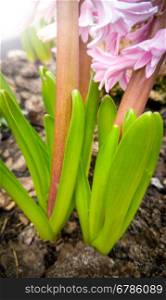 Closeup photo of fresh gladiolus sprouts on flowerbed