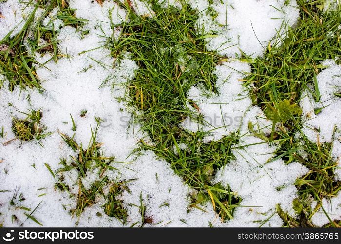Closeup photo of fresh green grass covered by snow