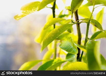 Closeup photo of fresh green leaves covered by dew