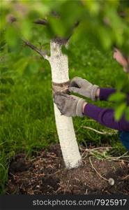 Closeup photo of gardener taking care of tree and healing it with special band