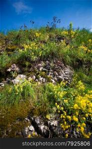 Closeup photo of grass and flowers growing on mountain