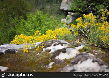 Closeup photo of grass and flowers on high cliff
