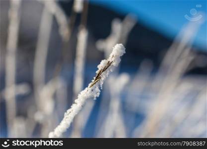 Closeup photo of grass covered by hoarfrost at field