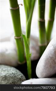Closeup photo of green bamboo growing between white stones