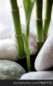 Closeup photo of growing bamboo sprouts and white stones