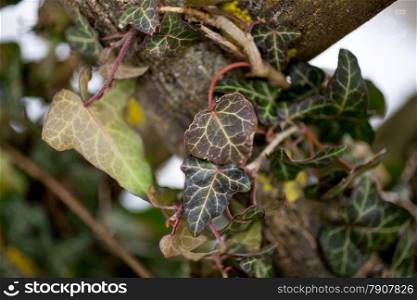 Closeup photo of ivy leaves on wooden fence