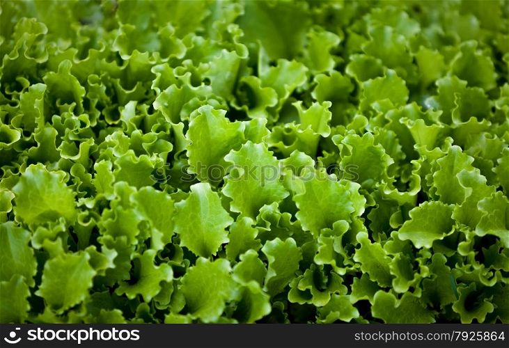 Closeup photo of lettuce garden bed