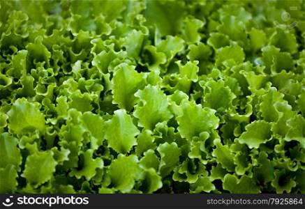 Closeup photo of lettuce garden bed