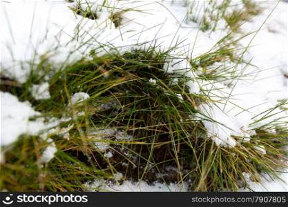 Closeup photo of melting snow covering fresh green grass
