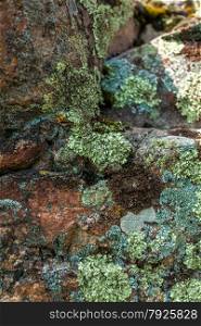 Closeup photo of moss and lichen growing on stone at mountain