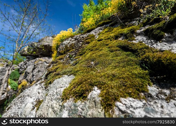 Closeup photo of moss growing on mountain