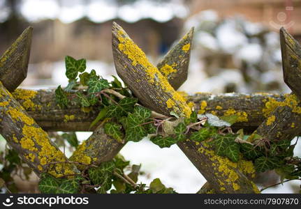 Closeup photo of old wooden fence grown with ivy and moss