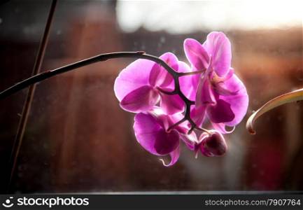 Closeup photo of purple orchid standing on windowsill at sunny day