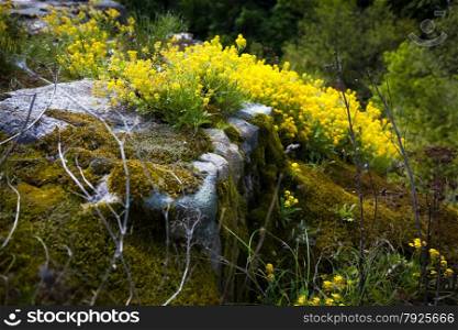 Closeup photo of rapeseed and moss growing on rocks