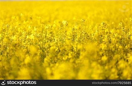 Closeup photo of rapeseed flowers on field