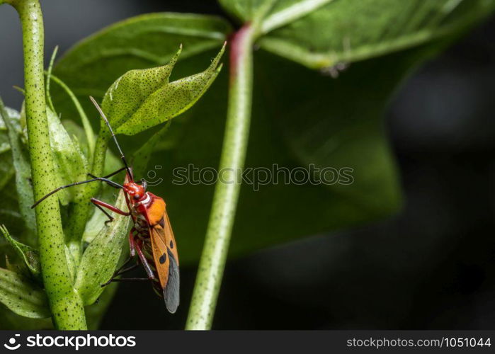 Closeup photo of red assassin bugs on leaf