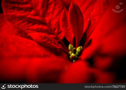 Closeup photo of red poinsettia leaves against black background
