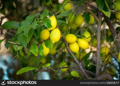Closeup photo of ripe lemons hanging on tree