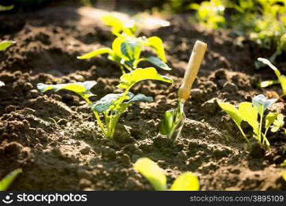 Closeup photo of spade in garden with small sprouts