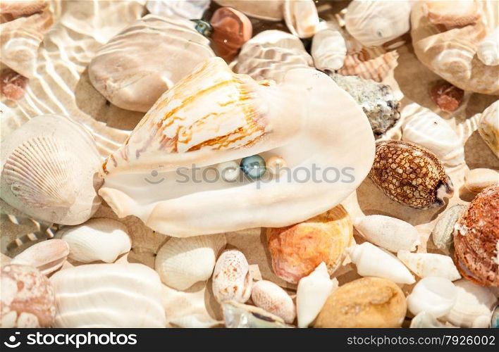 Closeup photo of three pearls in big seashell underwater