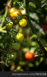 Closeup photo of tomatoes ripening on garden bed at sunny day