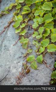 Closeup photo of wall grown with ivy