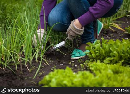 Closeup photo of woman digging out onion with spade