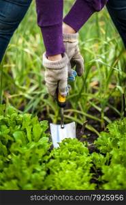 Closeup photo of woman in gloves working with small shovel on garden bed with lettuce