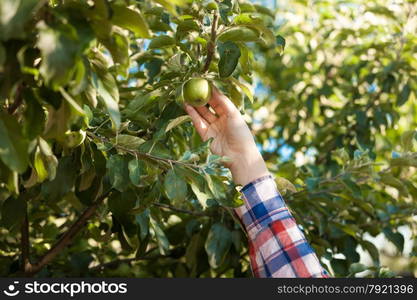 Closeup photo of woman picking green apple from tree