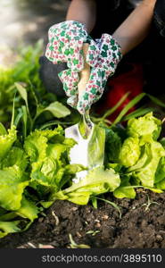 Closeup photo of woman spud lettuce garden bed with metal spade