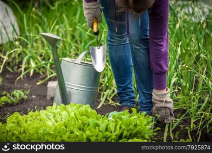 Closeup photo of woman watering salad bed with watering pot