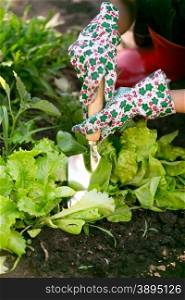 Closeup photo of woman working at garden on fresh organic lettuce bed