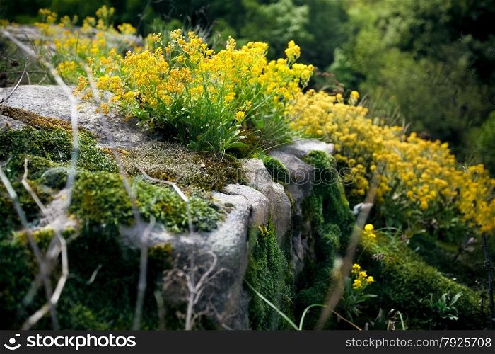 Closeup photo of yellow flowers and moss growing on cliff