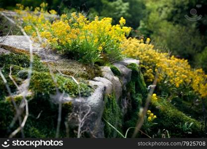 Closeup photo of yellow flowers and moss growing on cliff