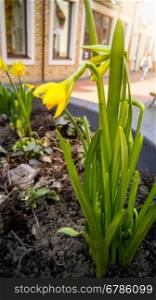 Closeup photo of yellow narcissus flower growing in big pot on street