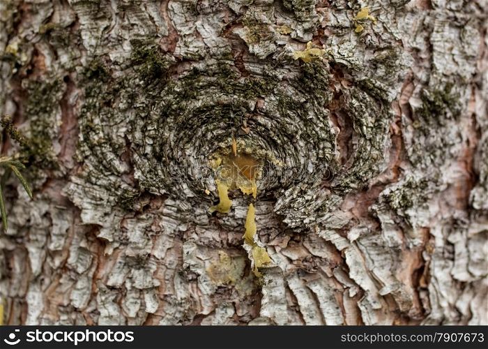 Closeup photo of yellow resin flowing out of damaged tree bark