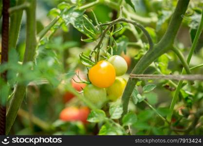 Closeup photo of yellow tomatoes growing at garden