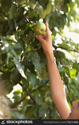 Closeup photo of young girl reaching growing high apple